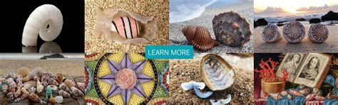 The Worlds Most Expensive Seashell Beachcombing Magazine