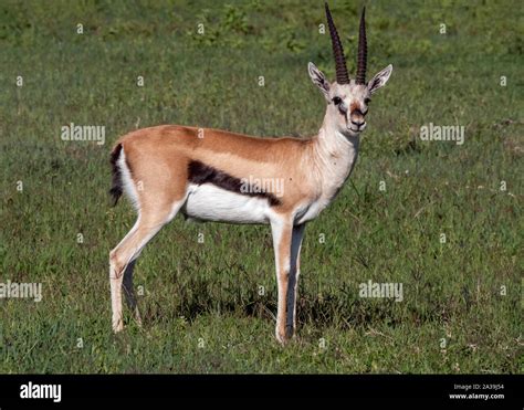 Thompson S Gazelle Eudorcas Thomsonii On Alert In The Fresh Grass