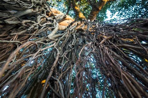 An Upward Shot Of Hanging Prop Roots Of Banyan Tree Ficus Benghalensis