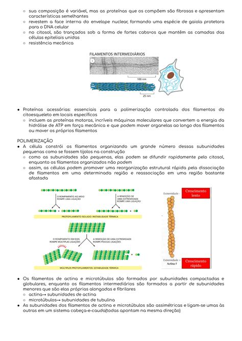 SOLUTION Biologia Celular Citoesqueleto Studypool