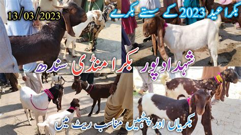 Bakra Mandi Shahdadpur Latest Update Today Mix Goat Breed Date 13