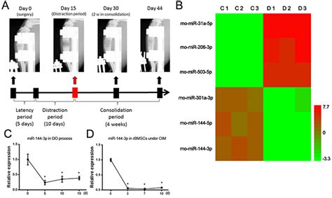 Microrna 144 3p Inhibits Bone Formation In Distraction Osteogenesis