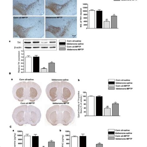 Idebenone Treatments Ameliorated Motor Function In MPTP Treated Mice