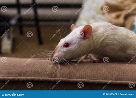 Fancy Pet Rat Sofa Stock Image Image Of Eyes Pocket 145585629