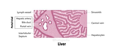 Liver Hepatic Lobule And Portal Triad Histology Slides Liver