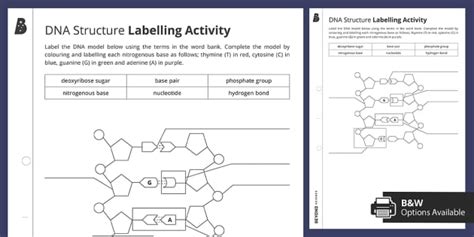 DNA Structure Labelling Activity (teacher made) - Twinkl - Worksheets ...