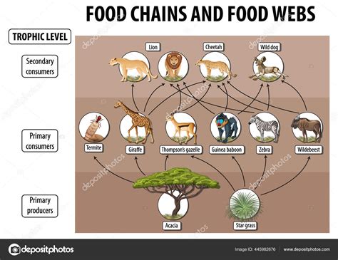 Education Poster Biology Food Webs Food Chains Diagram Illustration