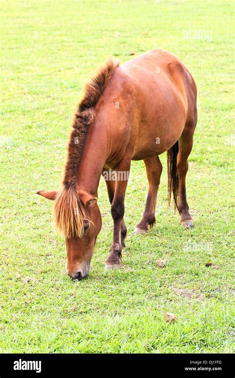 Horse eating grass Stock Photo - Alamy