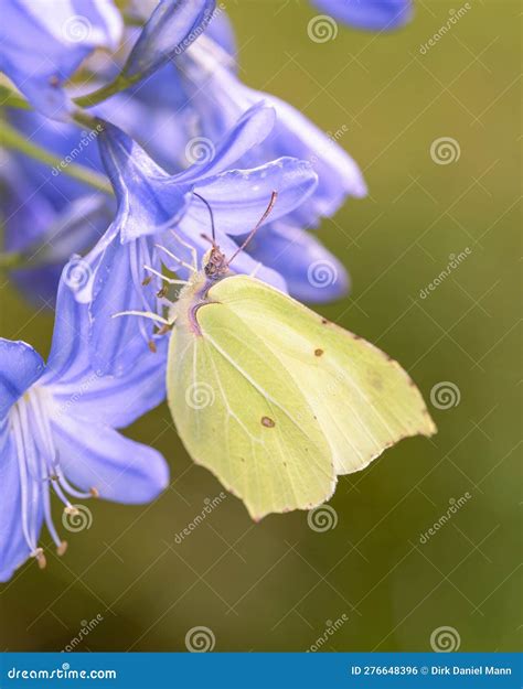 Common Brimstone Butterfly Gonepteryx Rhamni Resting On Agapanthus