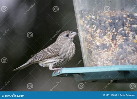 Finch at Bird feeder stock photo. Image of food, shell - 121166650