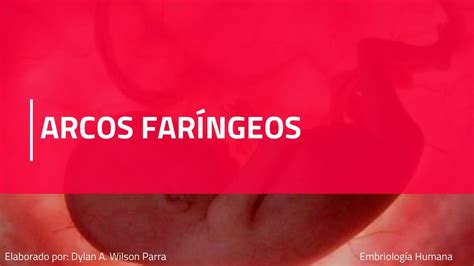 Arcos Faríngeos Luis Serrano uDocz