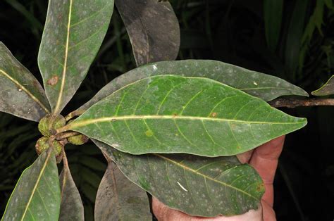 Ficus Septica Moraceae Image At Phytoimages Siu Edu