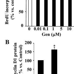 Genistein Gen Stimulated Cell Proliferation Is Mediated Through The