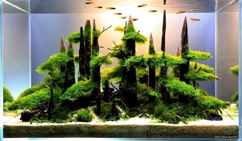 Wichian Janjira | Aquascaping, Plantas aquáticas, Planted aquarium