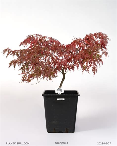 Acer Palmatum V Dissectum Orangeola Plantvisual