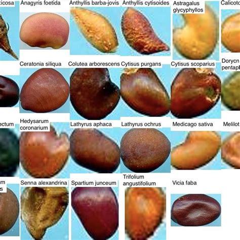 Examples of seeds images present in the Fabaceae dataset. | Download ...