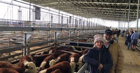 Mortlake Calves Hit 710c Kg In Massive Yarding Stock And Land Vic