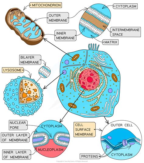 IB DP Biology HL复习笔记1 3 6 Skills Membrane Structure Transport 翰林国际教育