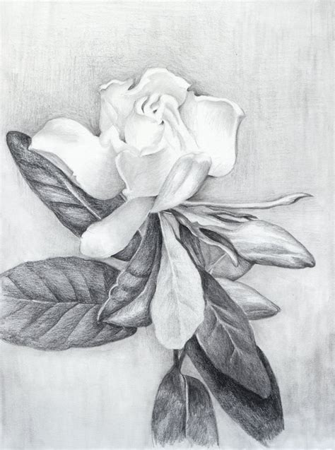 Gardenia Flower Drawing at PaintingValley.com | Explore collection of ...