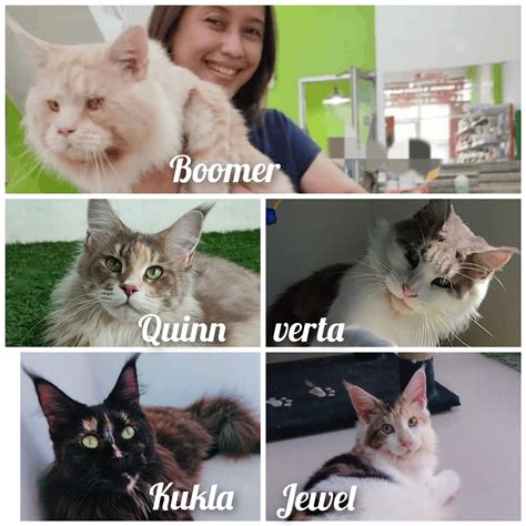 harga kucing maine coon