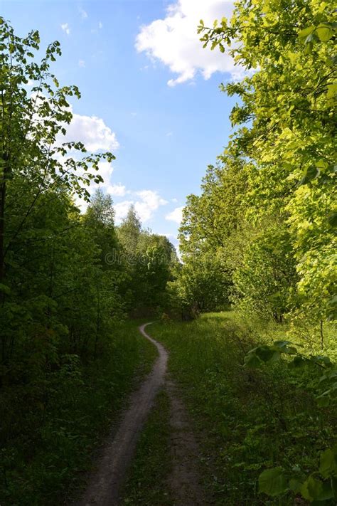 Curved Walking Path In Lush Green Forest In Summer Day Stock Photo