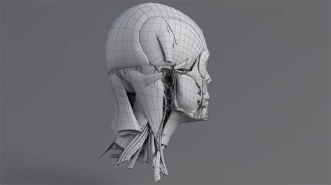 human head anatomy  model  fbx ma max obj freed