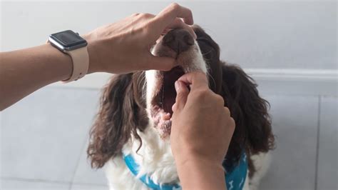 10 Little-Known Facts About English Springer Spaniel Dogs