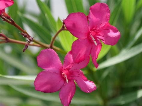 The Profile of the Deadly Beauty Oleander Plant - GetRather.com