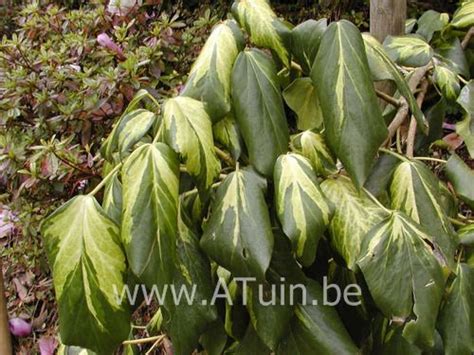 Perzische Klimop Hedera Colchica Sulphur Heart Met Groeigarantie