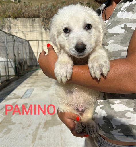 Pamino Cucciolo Simil Maremmano Cane A Treviso Bresciano In Regalo