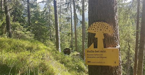 Wald Vielfalt Pfad BERGFEX Wanderung Tour Graubünden