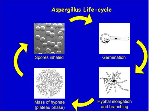 Aspergillus Flavus Life Cycle