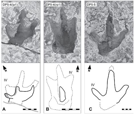 Ornithopods Australian Dinosaurs Broome Trackmakers Dinosaur Coast