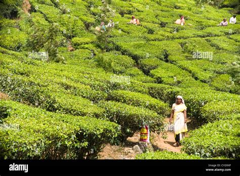 Horizontal View Of Tea Plantation Workers In Amongst The Bushes