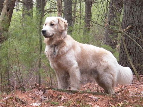 Dog Breed Gallery: Golden Retrievers Popular Dog Breeds