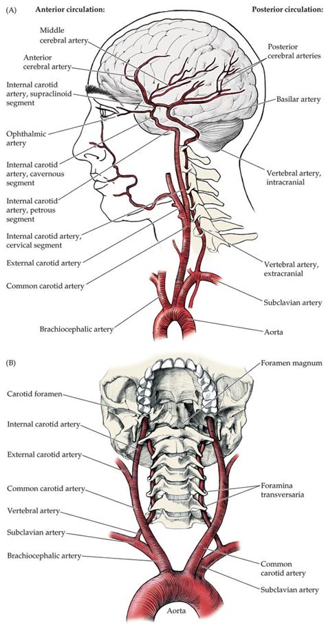 Anterior Circulation Subclavian Artery Vertebral Artery Internal