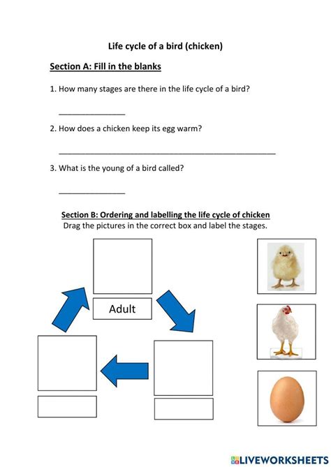 Bird Life Cycle Worksheet