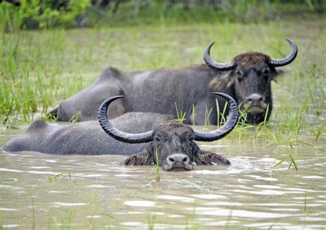 Habitat of the Wild Water Buffalo