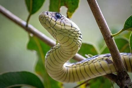 Facts About The Tiger Ratsnake Snake Radar