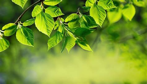 Fondo De Primavera Con Hojas Verdes Frescas Foto Premium