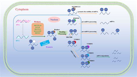 Frontiers Regulatory Effect Of N6 Methyladenosine On Tumor Angiogenesis