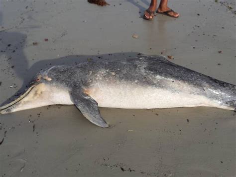 G1 Golfinho é encontrado morto em praia no nordeste do Pará