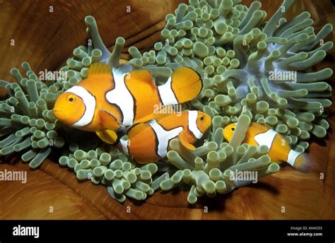 Une Famille De Trois Poisson Clown Amphiprion Percula Clown Vivant