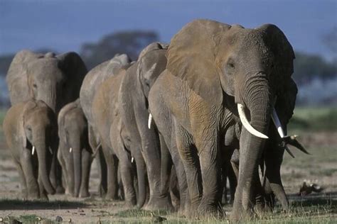 African Elephant herd. Africa Our beautiful Wall Art and Photo Gifts ...