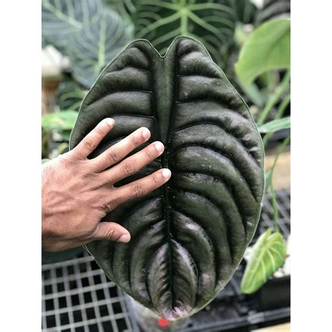 Jual Tanaman Hias Alocasia Cuprea Gede Shopee Indonesia