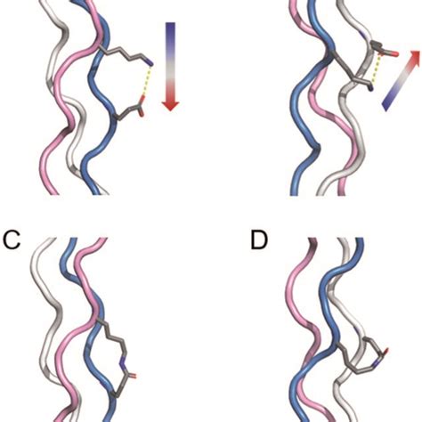 Illustration of salt-bridges in collagen triple helices between the ...