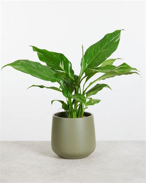 Spathiphyllum Diamond Variegata M Lepelplant Online Kopen PLNTS