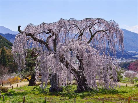 Blooming Weeping Trees: Growing Small Flowering Weeping Trees | Gardening Know How