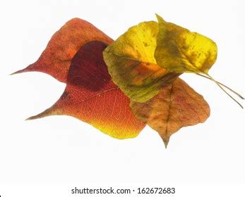 Dead Leaves Chinese Tallow Tree Stock Photo 162672683 | Shutterstock