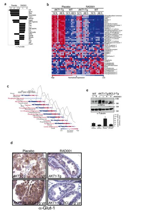 Expression Profiles Of Mtor Inhibition Are Enriched For Hif Targets